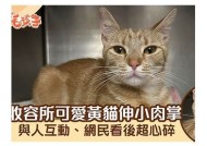 糖心橘子猫：可爱猫咪的日常生活与趣味分享