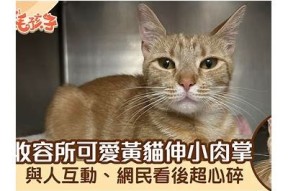 糖心橘子猫：可爱猫咪的日常生活与趣味分享