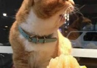 糖心VLOG：柚子猫的日常趣事与萌态全纪录
