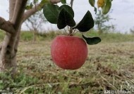 国内最佳糖心苹果推荐：口感丰富、营养健康，值得尝试的美味水果