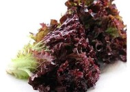 免费观看糖心视频官网，畅享精彩影视内容！