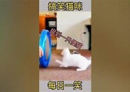 趣味短视频分享：柠檬猫的日常与搞笑瞬间Vlog集锦