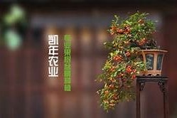 糖心独墦在线免费观看，甜蜜爱情故事尽在其中