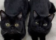 猫宝宝糖心在线：萌宠视频与养护秘籍一站式分享