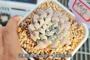 国产天鹅绒多肉与糖心的养护技巧与选购指导