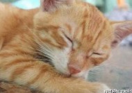 柚子猫糖心VLOG：探索国产甜品与生活中的小确幸