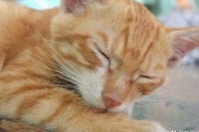 柚子猫糖心VLOG：探索国产甜品与生活中的小确幸