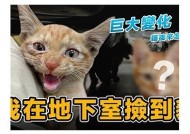 糖心橘子猫：一段温暖的国产影片之旅