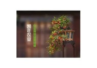 探索糖心视频成人版：内容简介与观看指南