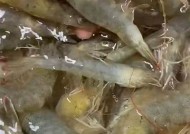 锅锅酱糖心在线：探索美味锅锅酱的制作与食用技巧