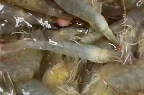 锅锅酱糖心在线：探索美味锅锅酱的制作与食用技巧